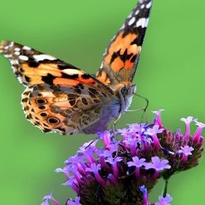 Meet your Posher, Ellen